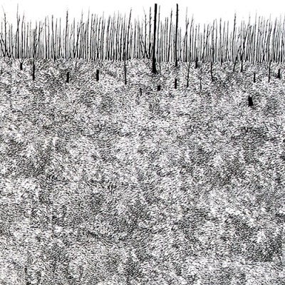 Charred Swamp: Forest Fire (Florida&nbsp;Everglades)