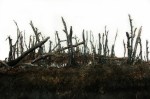 Landscape Section: Swamp