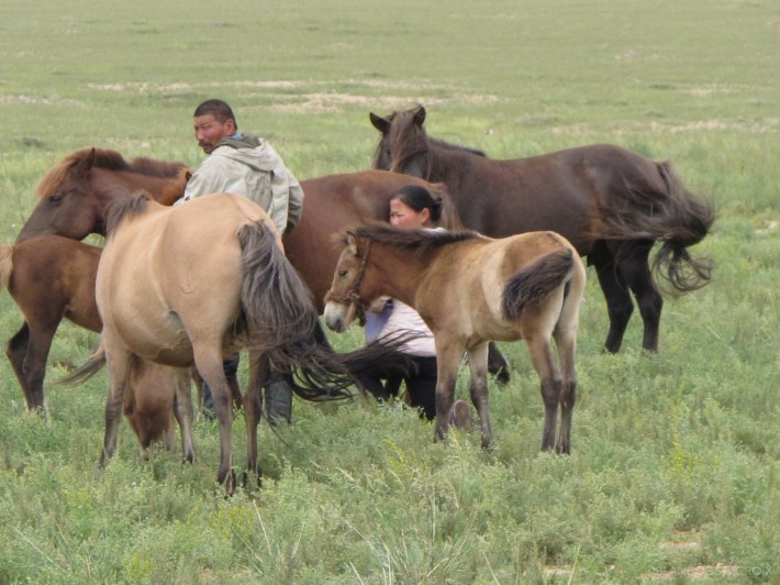 MONGOLIA 360° 2nd Land Art Biennial