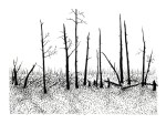Swamp/Marsh Landscape No. 4