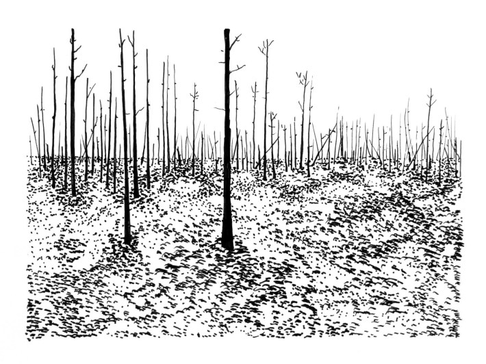 Swamp/Marsh Landscape No. 11