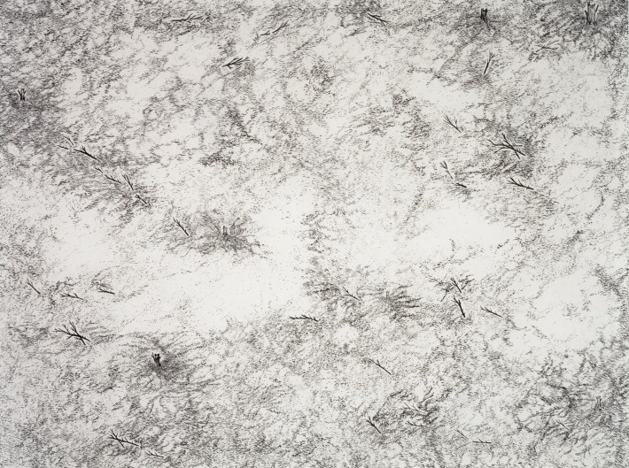 Tree Ruins (Haitian Charcoal Field)