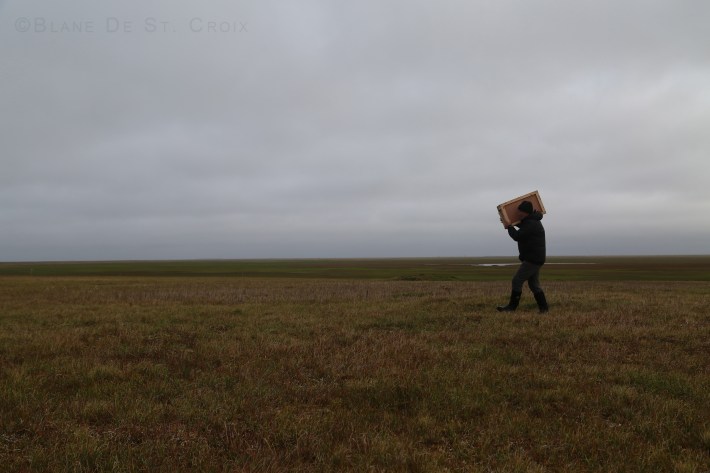 Artist in Permafrost carrying sculpting crate for plein air, Arctic Ocean Coast, High Arctic, Utqiagvik region, AK