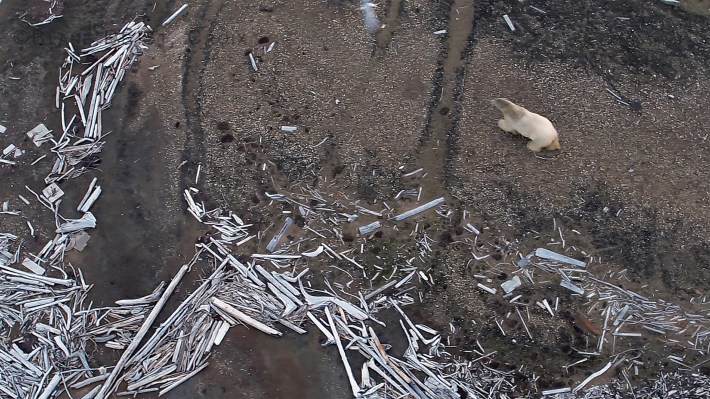 Polar Bear scavenging for food, Copper Island, High Arctic, Alaska